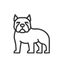 American Bully (Standard)