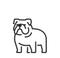 English Bulldog