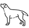  Larger Dog